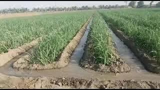 Sugarcane Sown For getting Yield 5000 meds per acre