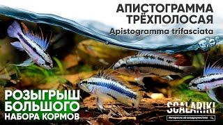 #Апистограмма Трёхполосая. Содержание. Биотоп. Обустройство аквариума. #Apistogramma trifascia