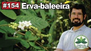 Autor da Própria Saúde - Erva-baleeira [anti-inflamatório, antibiótico, cicatrizante, gastrites]