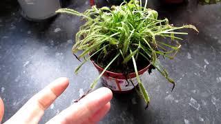 My NEW Carnivorous Plant - Drosera capensis ( Cape sundew )