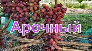 Виноград Беларуси . Лидчина .Сорт винограда - Арочный.