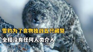 為了餵養幼崽，雪豹勇闖天涯捕獵岩羊，獨自大戰五隻藏獒！ #動物世界 #雪豹#animalworld #snowleopard