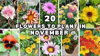 20 Best flowering plants, you must Grow in November and December // Must Buy flower Plants