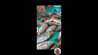 Kuya Jing TV  is live! Live fish#satisfying#asmr#viral