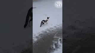 Amber im Schnee #cat #katze #snow #animals #farmlife