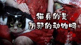 死去的閨蜜突然睜眼看我！竟是被陰邪貓咪附體，想要害我命...