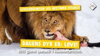 Dagens dyr fra Dyreparken 3. april: Løve!