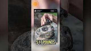 135-year-old tortoise celebrates his first Father’s Day #shorts