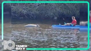 FWC releases cause of death for manatee found in Largo