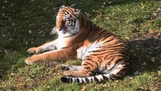 Yorkshire Wildlife Park   Tschuna Video 2