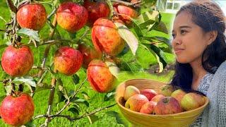 FILIPINA BRITISH LIFE IN UK: SARIWANG APPLE SA LIKOD NG BAHAY!