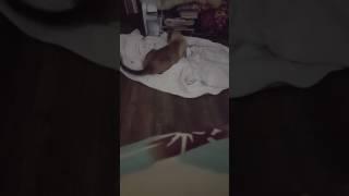 Cat video