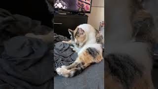 THE MOST AGGRESSIVE CAT EVER! #cat #shorts #funny #youtube #funny #satisfying #shortvideo #animals