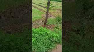 Peacock#Walking#wonderfull#bird# village#love#peacock walking on field#crazy#must watch...