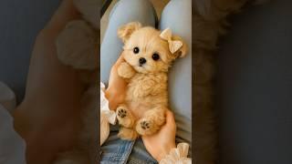  Baby Puppy,Max Cute!