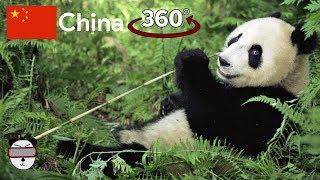  VR Tour | Giant Panda Base | Chengdu, China 【360 Video】