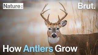 How Antlers Grow