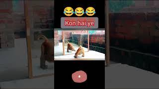 Monkey video ! Funny monkeys video ! Mirror prank for monkey ।