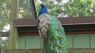 Philadelphia Zoo celebrates 150th birthday with free Wawa Welcome America admission