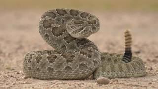 Defensive Prairie Rattlesnake