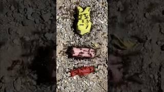 Feeding ants a peep candy, a wiener, and a Swedish fish #ants #insects #candy #tastetest