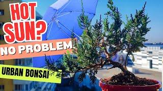 Don't Cook Your Bonsai! Sunlight Tips for Keeping Your Plant Alive