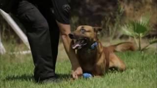 2016 American Humane Hero Dog Awards - Law Enforcement Dog Category – Edo