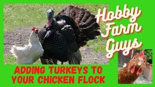 Adding Turkeys to Your Chicken Flock