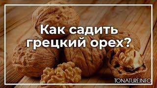 Как садить грецкий орех? | toNature.Info