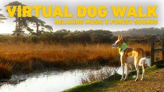 [NO ADS] TV for Dogs  Dog Walking in the Forest with Nature Sounds  Relaxing Music for Dogs