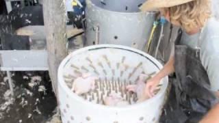 Featherman Equipment Turkey Plucker model at Polyface Farm