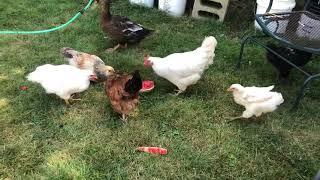 Gallinas y pato comiendo sandía verano caluroso