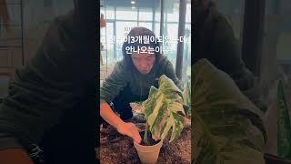 투명슬립분의 단점 #몬스테라알보 #plants #monsteraalbo #houseplants #알보의왕 #garden #alocasia #gardening #분갈이