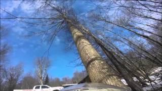 JAKES TREE REMOVAL: PRECISION FELLING