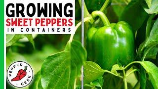 How To Grow Sweet Peppers In Pots (Bell Peppers, Banana Peppers)