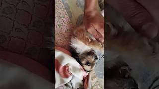 A very playful and naughty puppy