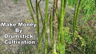 Drumstick Cultivation - How To Make Money By Growing Moringa