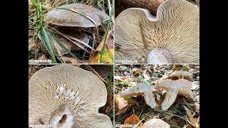 Graugrüner Milchling, Lactarius blennius