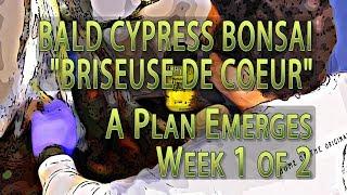 Bald Cypress Bonsai - Briseuse de Coeur 2018 - A Plan Emerges - Week 1/2