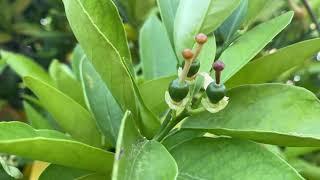 Cara Cara orange tree, amazing fruit production!