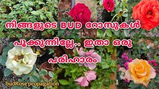 Budrose easy propagation| budrose നടുന്ന ശരിയായ രീതിയും പരിചരണവും #evergreen_media_vlog