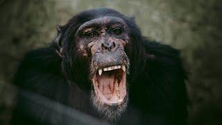 Violent Chimpanzees That Attack Villages and Steal Children | Our World