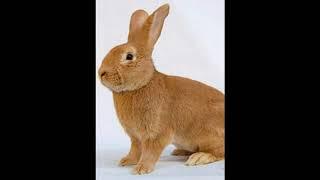 34 самых популярных породы кроликов   34 most popular breeds of rabbits