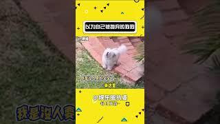 国外网友家的笨蛋狗狗 #萌宠 #狗狗 #笨蛋 #万万没想到#shorts