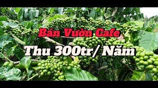 Bán Đất Trồng Cà Phê 9.000m² Tại Đắk Nông – Thu Nhập Ổn Định, Giá Chỉ 1.1 Tỷ