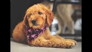 Therapy puppy arrives at new home — News and Tribune