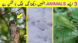 Invisible animals in the world | Transparent animals in the world | Holo facts |#shorts