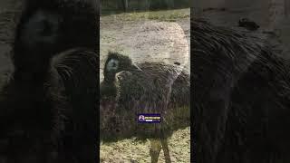 Emus in the Wild | Exploring Their Habitat and Behavior | Creative Nature #nature #birds #trending