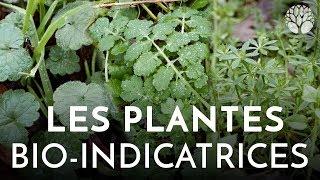 Les plantes bio-indicatrices