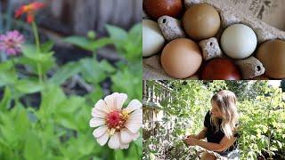 Summer Morning Mini Garden Harvest & Cook With Me | Small Homestead